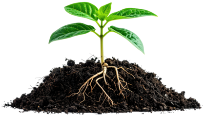 A seedling sprouting from a mound of soil, showing roots