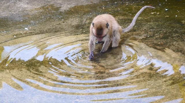 Golden hairy monkey touching water on concrete with its hand, Long-tailed or Crab-eating macaque looking at its own reflection on water's surface at Khao chong krajok, Prachuap Khiri Khan, Thailand