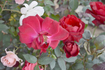 Beautiful red rose flower closeup in garden, A very beautiful red rose flower bloomed on the rose tree, Rose flower closeup, bloom flowers, Natural spring flower, Natural floral background,