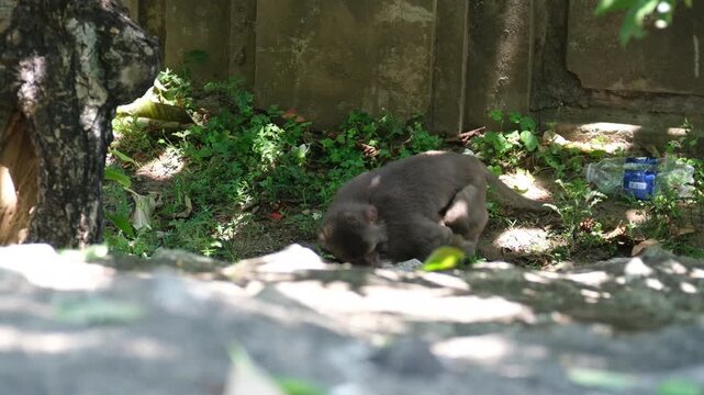 Vietnam Danang 12.18.2025 Two monkeys playing on ground two jumping from tree surrounded by plastic bottles showing pollution humans littering nature affecting wildlife scene.
