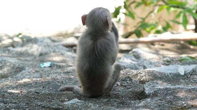 Small monkey sitting back to camera eating candy or snack in wrapper tearing paper showing playful curious primate behavior wildlife scene.