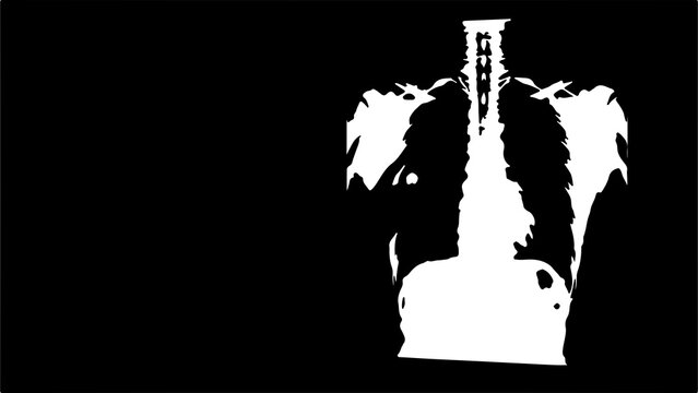 Human torso anatomy with transparent background