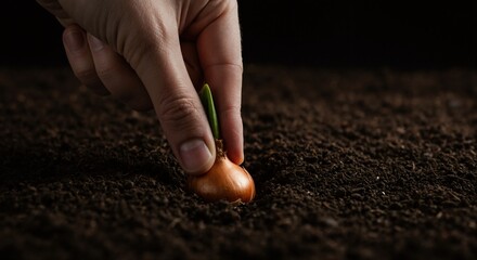 Person's hand planting sprouting onion bulb in rich soil. Close-up on gardening and cultivation. Agriculture and new growth concept with copy space