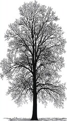 Monochrome Tree Silhouette with Intricate Branching Pattern Isolated on White Background
