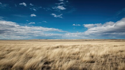 Fototapeta premium Vast Golden Wheat Field Under a Bright Blue Cloudy Sky in Rural Landscape