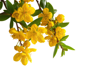 Branch with vibrant yellow flowers and green leaves isolated on black