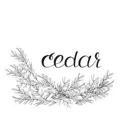 Cedar Branches with Handwritten Lettering