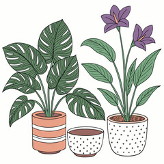 Two potted houseplants with large leaves and purple flowers potted plant Monstera