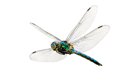 Vibrant dragonfly with transparent wings in flight
