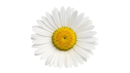 Close-up of a single white daisy flower with yellow center