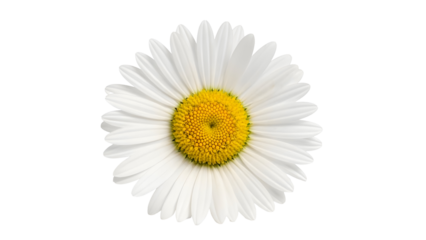 Close-up of a single white daisy flower with yellow center