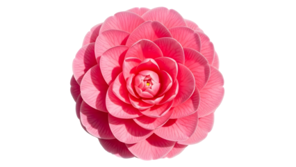 Vibrant pink dahlia flower in full bloom