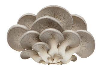 Oyster mushrooms PNG isolated on transparent background, edible fungi with fan-shaped caps for gourmet cooking and healthy eating