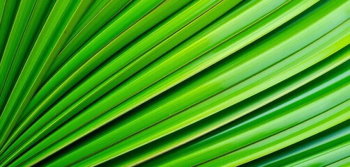 Close-up of vibrant green Chinese fan palm leaves, showing intricate texture,   indoor plant,   fan palm