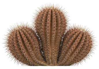 Golden barrel cactus cluster isolated PNG on transparent background, Echinocactus grusonii succulent plant for desert garden design