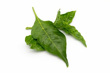 Fresh Vibrant Green Chili Plant Leaves Isolated on White Background