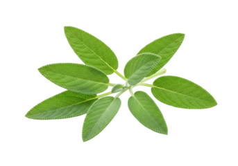 Fresh sage leaves isolated PNG, aromatic herb with velvety texture for culinary use and herbal medicine on transparent background