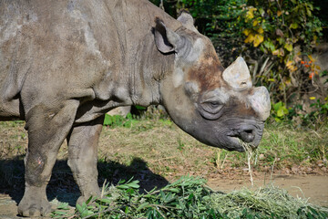 ヒガシクロサイ