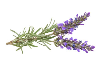 Sprig of fragrant lavender isolated PNG on transparent background, aromatic herb with purple flowers for aromatherapy and relaxation © GODSTOX