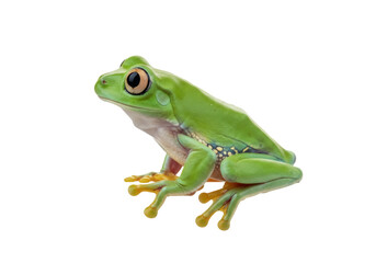 Green tree frog isolated PNG on transparent background, vibrant amphibian with yellow toes for nature and educational projects