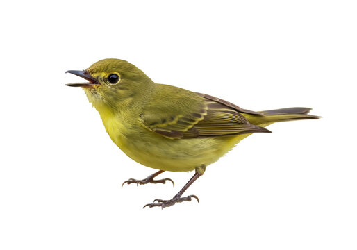 Olive-green warbler PNG isolated on transparent background, small bird with open beak, wildlife species for nature and ornithology projects