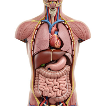 Anatomical view of human torso showing major internal organs including heart lungs liver stomach and intestines for medical education diagram