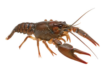 Red swamp crawfish isolated PNG on transparent background, freshwater crustacean with claws and antennae for food and wildlife concepts