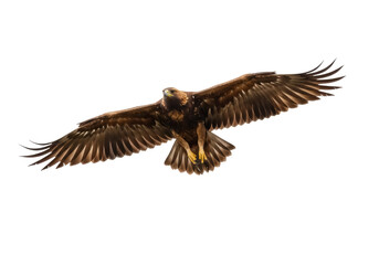 Obraz premium Majestic golden eagle flying isolated PNG on transparent background, powerful bird of prey with outstretched wings for wildlife and nature designs