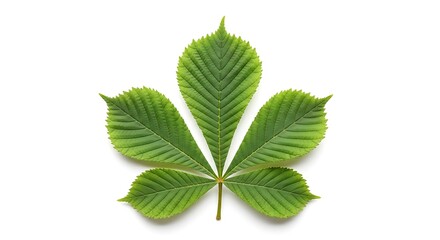 A vibrant, close-up shot of a bright green, palmate leaf with pronounced veining, set against a stark white backdrop