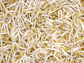 Close-up of fresh bean sprouts with white stems and yellow tips in tangled organic pile