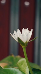 White Lily Flower Growing Beautifully Against Rustic Background