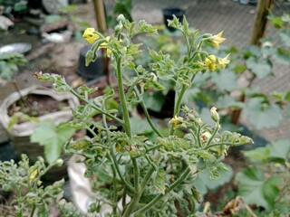 Tomato plants that display yellow flowers alongside deformed and curled leaves indicate pest infestation, viral infection, or significant nutrient deficiency.