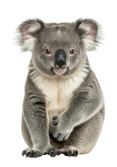 Fototapeta premium Cuddly Koala Bear Sitting Upright with Big Ears on Transparent Background