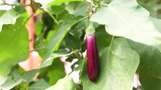 Brinjal or eggplant hanging on a plant