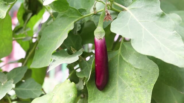 Brinjal or eggplant hanging on a plant