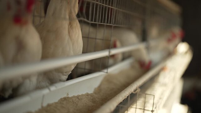 Hungry chickens in a confined coop on a farm feeding on grain