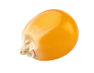 Corn seed natural agricultural product ready for planting farming growth crop seed kernel soil preparation realistic illustration isolated on white background