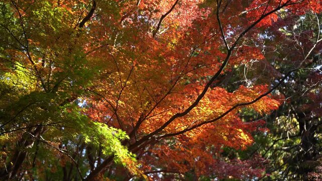 Orange Leaves in Obu Okura Park (Aichi Prefecture, Japan)