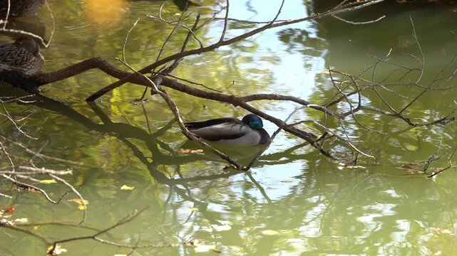 A Duck Resting Beside the Branches