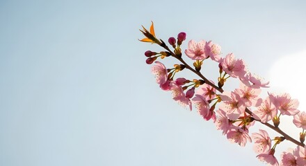 Delicate pink cherry blossoms blooming against a soft blue sky on a sunny day for a beautiful spring nature concept