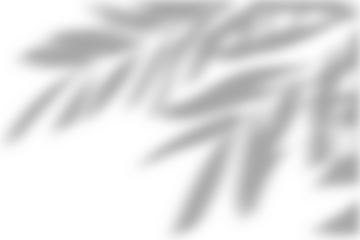 shadow overlay effects of realistic window and tree branch shadow with light blur on transparent background,Summer sunlight and dappled shadow overlay effect