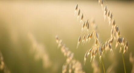 Fototapeta premium Close-up of sunlit golden oats swaying in a gentle morning breeze, illustrating natural beauty and a wholesome harvest concept