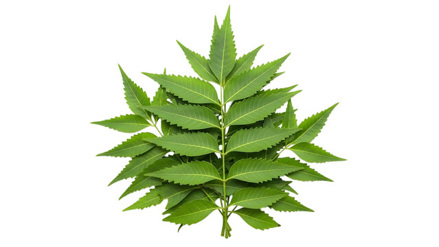 Closeup of vibrant green neem leaves with serrated edges and central stem isolated on a transparent background
