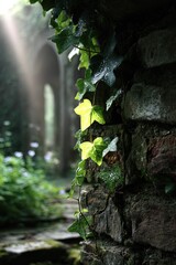 Sunlit Ivy On Old Stone Wall