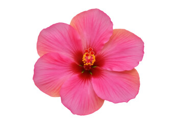 Vibrant pink hibiscus flower isolated PNG, tropical blossom with detailed stamen and petals for botanical designs and summer themes © Nolan
