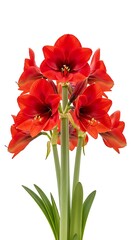 A vibrant cluster of crimson, trumpet-shaped blossoms bursts forth from tall, green stems and foliage against a clean white backdrop