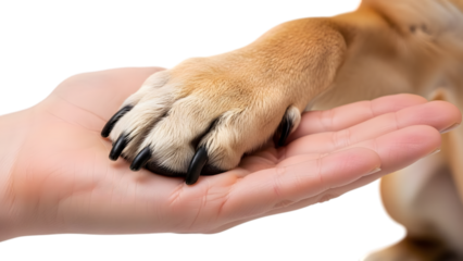 Dog paw resting on human hand isolated on a transparent background animal