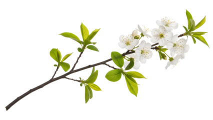 Flowering branch with white blossoms and green leaves in springtime isolated on a transparent background