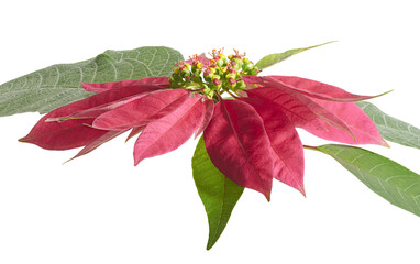 Red Poinsettia Leaves with Flower Buds Isolated on Transparent Background