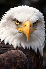 Obraz premium bald eagle portrait